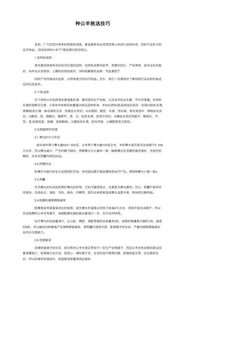 种公羊挑选技巧