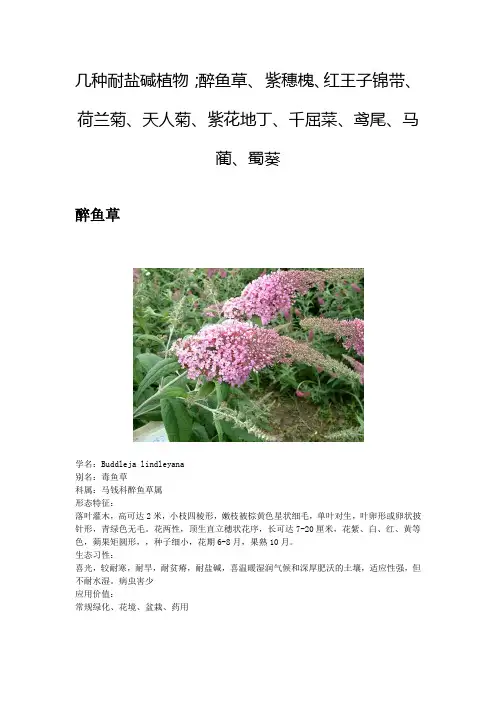 几种耐盐碱植物