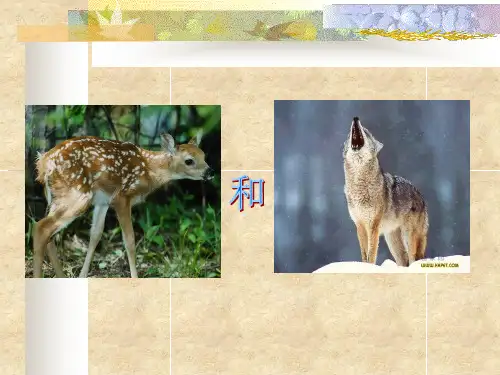 《鹿和狼的故事》课件