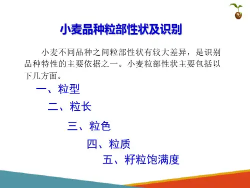 小麦种子生产基础—小麦品种性状识别