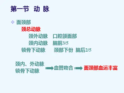 口腔颌面血管神经