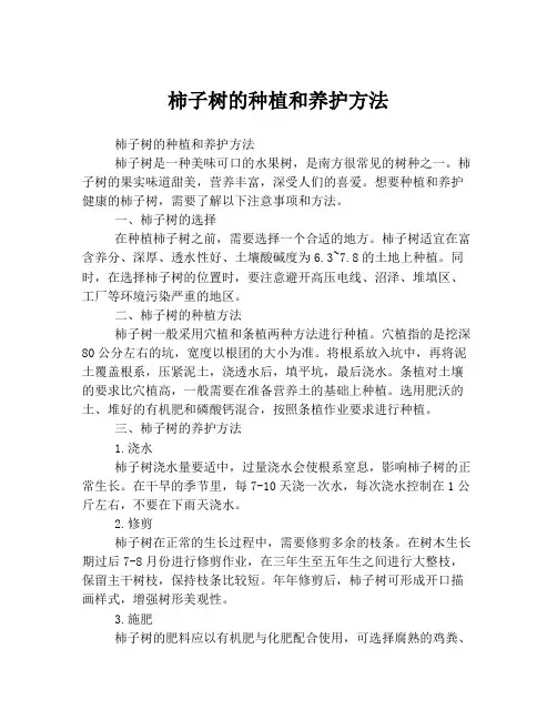 柿子树的种植和养护方法