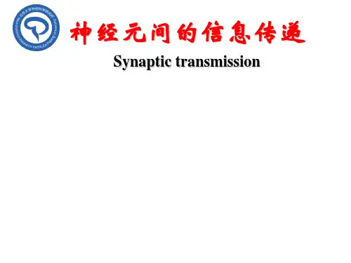 神经生物学：神经元之间的信息传递