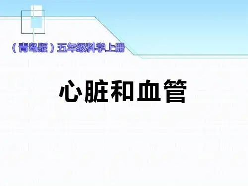 《心脏和血管》精美版课件