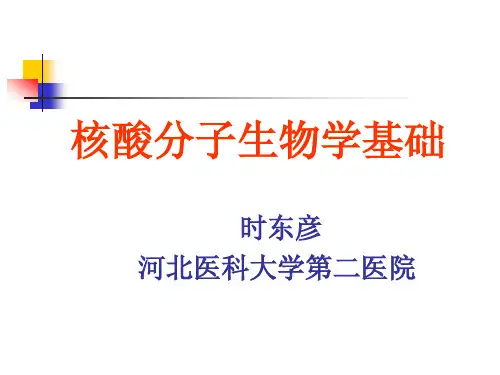 核酸分子生物学基础