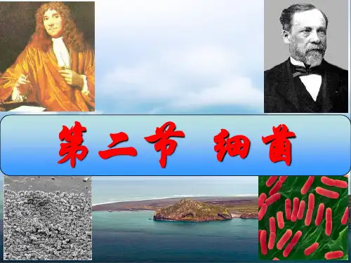八年级生物上册人教版4.2细菌-课件
