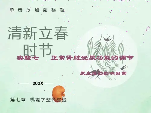 机能实验、尿生成