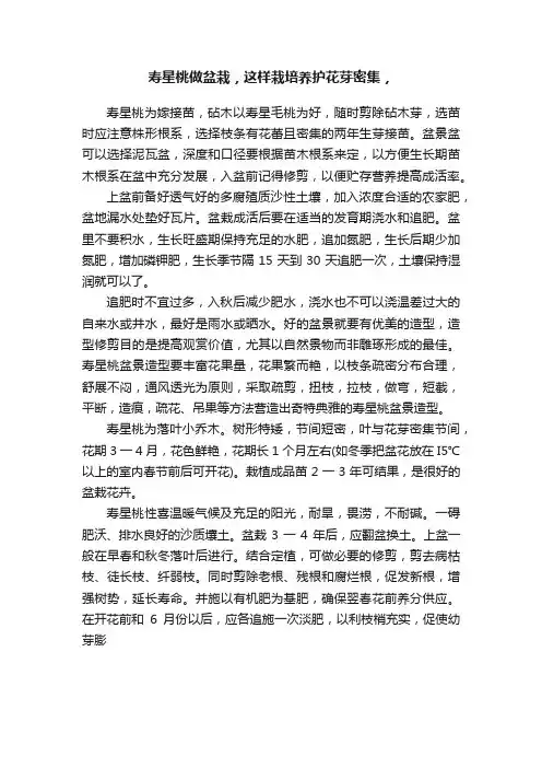 寿星桃做盆栽，这样栽培养护花芽密集，