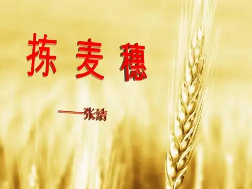 语文陈曼丽拣麦穗