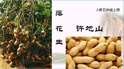  落花生人教(部编版) PPT 