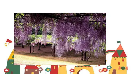 紫藤萝瀑布课件(共30张PPT)