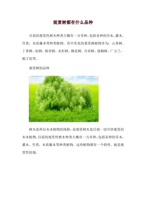 观赏树都有什么品种