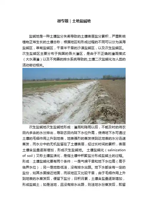微专题｜土地盐碱地