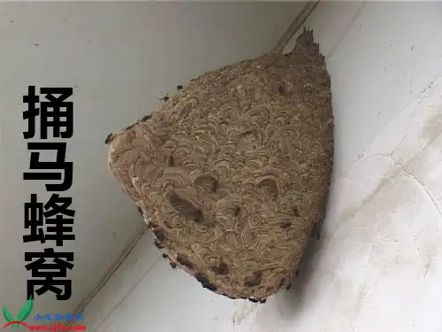 《捅马蜂窝》PPT演示课件