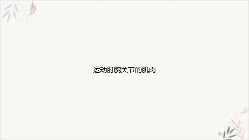 运动肘腕关节的肌肉课件-PPT