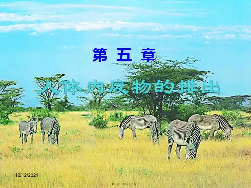 七年级生物下册4.5人体内废物的排出