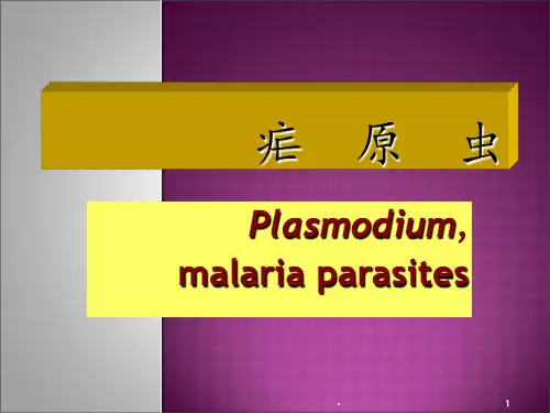 寄生虫学疟原虫PPT课件