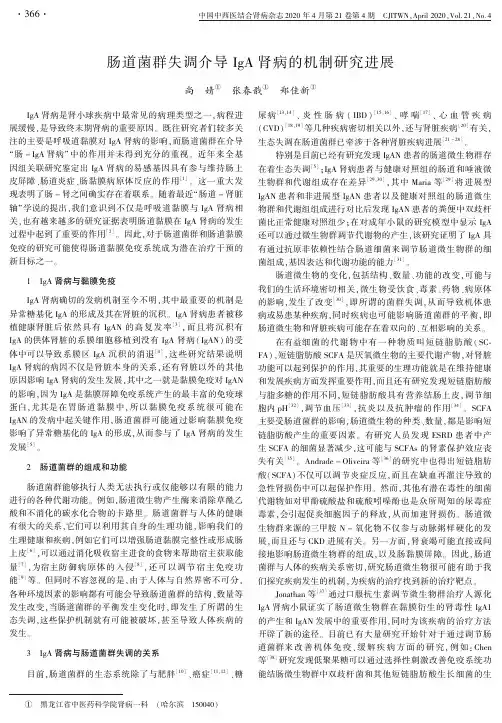 肠道菌群失调介导iga肾病的机制研究进展