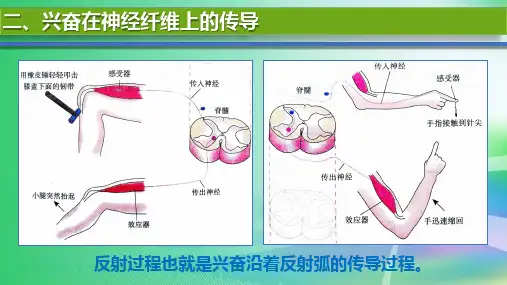 必修32.2.2兴奋在神经纤维上的传导