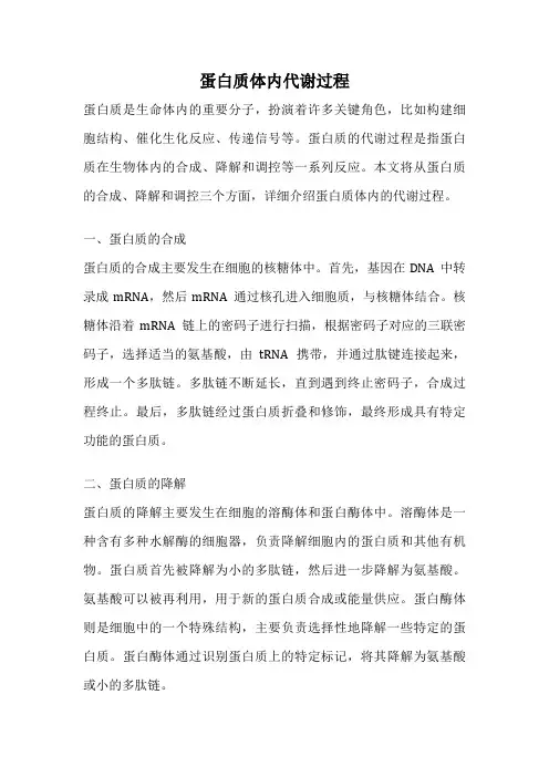 蛋白质体内代谢过程