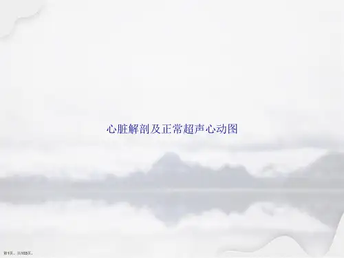 心脏解剖及正常超声心动图2讲课文档