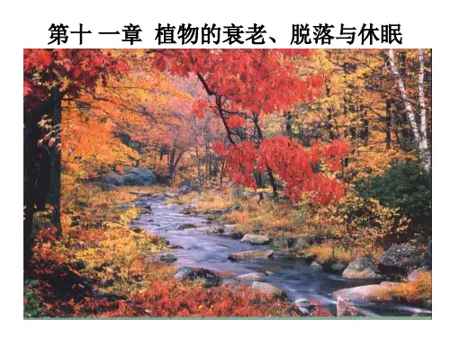 11  植物的衰老、脱落与休眠