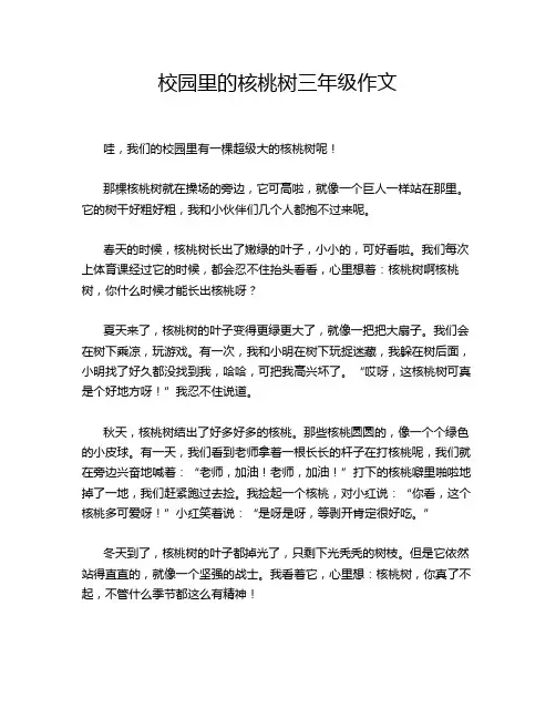 校园里的核桃树三年级作文