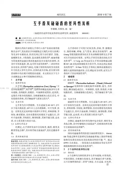 左手香及碰碰香的差异性浅析