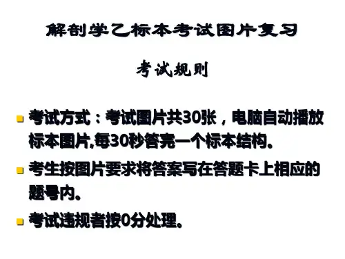 《系统解剖学》课件  标本考试图片复习2 ppt