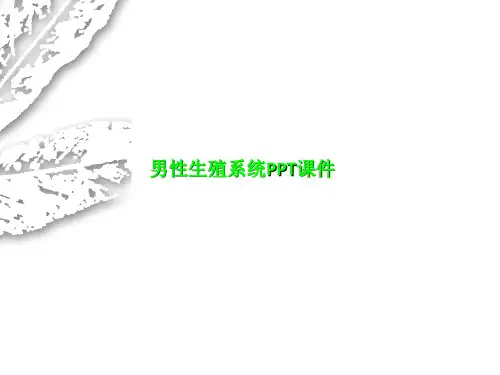 男性生殖系统PPT课件
