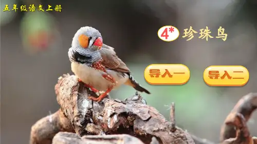 4 珍珠鸟(课件)——2025学年五年级上册语文人教版