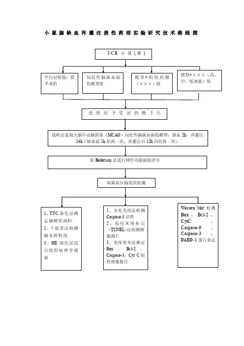 小鼠脑缺血再灌注损伤药理实验研究技术路线图