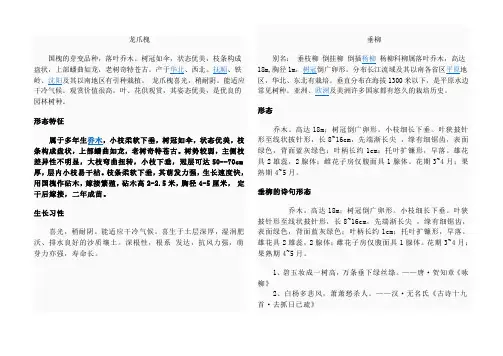 龙爪槐
