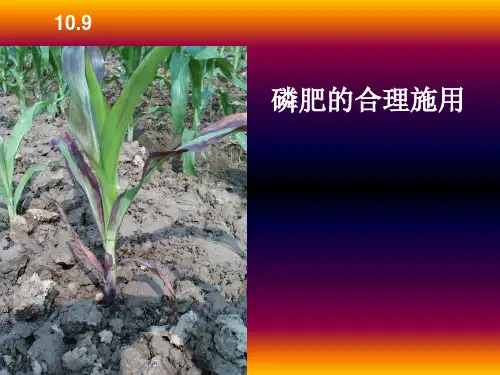 10.9磷肥的合理施用