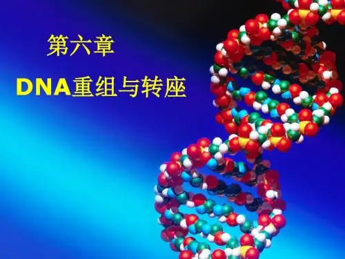 DNA重组与转座精讲