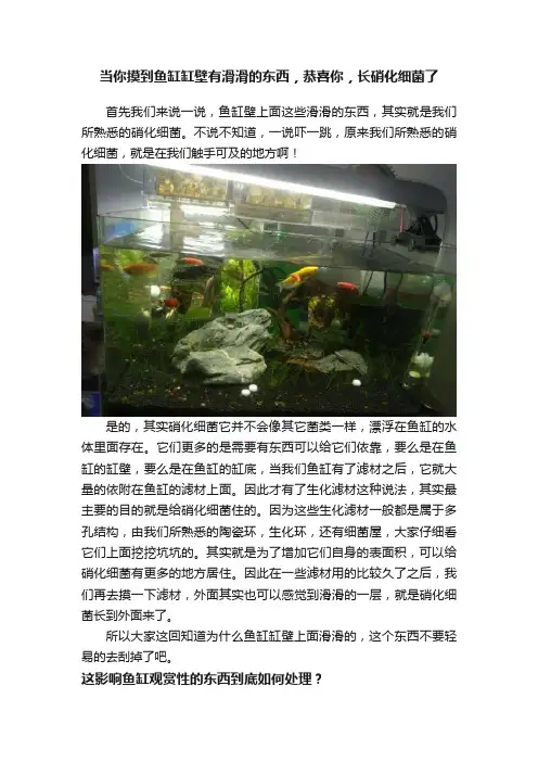 当你摸到鱼缸缸壁有滑滑的东西，恭喜你，长硝化细菌了
