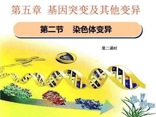人教版高中生物必修2课件5-2 染色体变异 第二课时课件