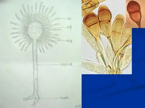 实验10  地衣、苔藓植物2011