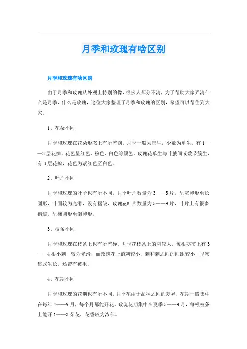 月季和玫瑰有啥区别