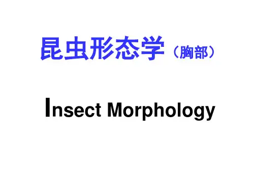 昆虫形态学-胸部特征观察