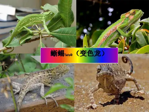 八年级语文上册 第八单元 第28课《变色龙》课件3 沪教沪教级上册语文课件