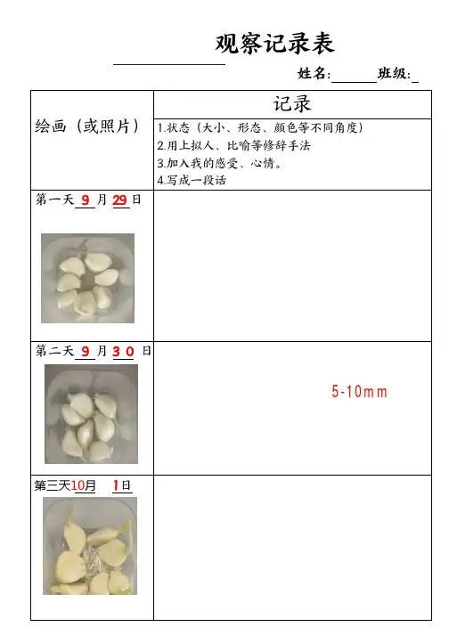 大蒜生长观察记录表