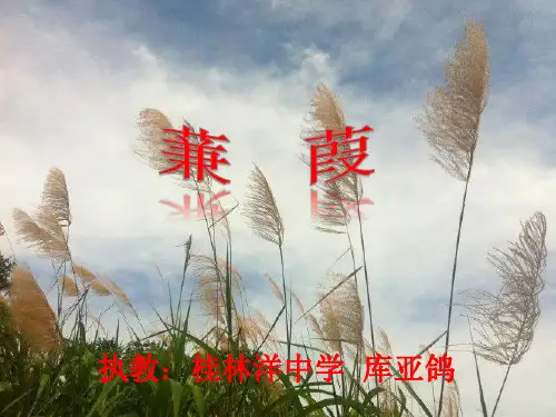 《蒹葭》公开课含教案精选教学PPT