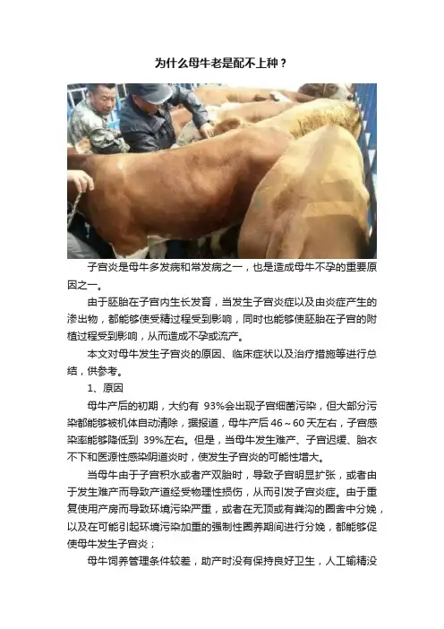 为什么母牛老是配不上种？