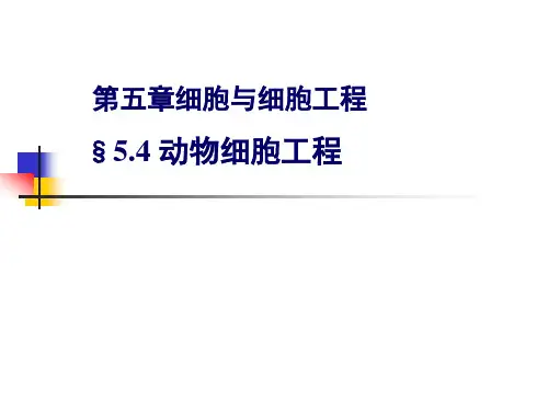 第5章4节 动物细胞工程
