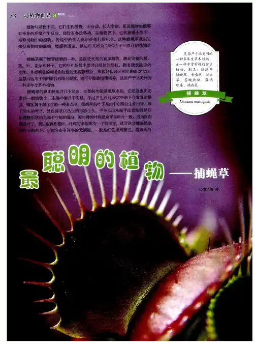 最聪明的植物——捕蝇草
