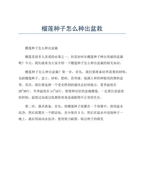 榴莲种子怎么种出盆栽