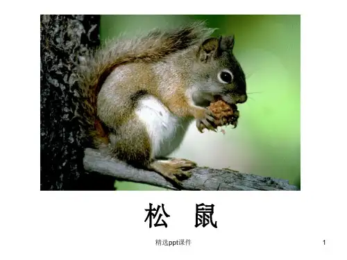 人教版松鼠和松果课件