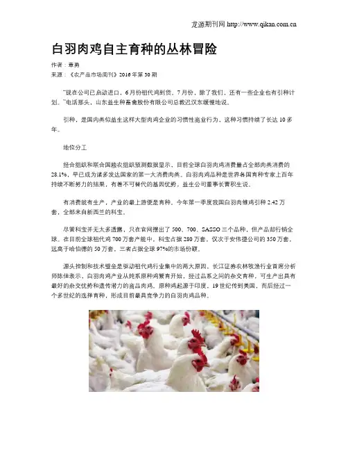 白羽肉鸡自主育种的丛林冒险