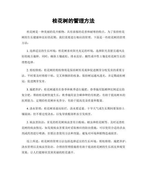 桂花树的管理方法